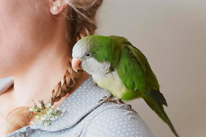 Популярні імена для папуг: як вибрати відповідний? Популярні імена для папуг: як вибрати відповідний?